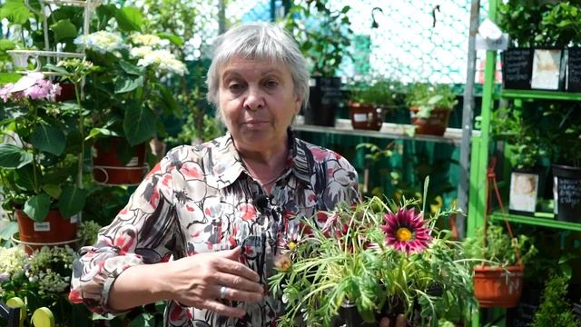 Гацания Посадка и Уход ? Выращивание Гацании  ?