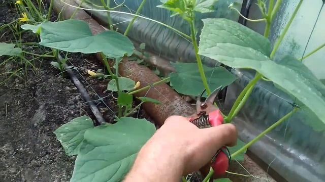 Огурец в теплице 21.09.2021г. Пасынкование огурца Арктика и Кибрия.