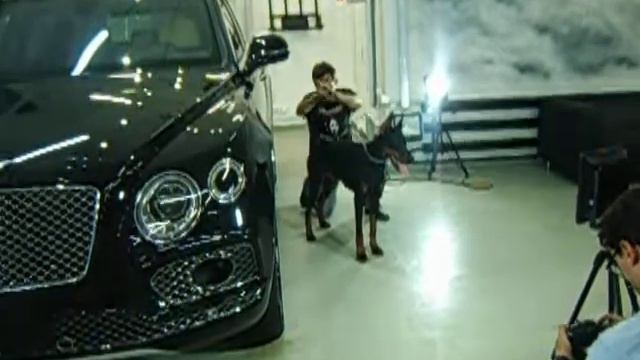 ДОБЕРМАНЫ НА СЪЕМКУ - 8 965 380-13-11 Москва смотреть онлайн