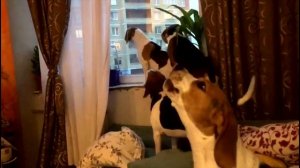 ? 5 биглей в квартире на карантине | бигли |