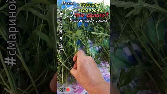 РУКОЛА ОГ 2-ой срез | Как заготовить рукколу впрок #Заготовки на зиму один из способов ?12 июня?