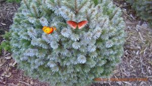 Ель обыкновенная Нана (picea sitchensis nana) ? ель Нана обзор: как сажать саженцы ели Нана