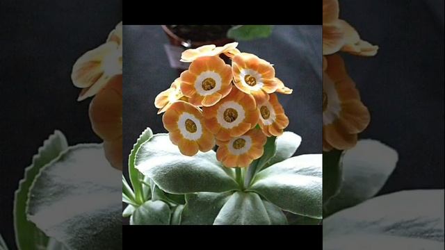 Primula Auricula Flower. ??