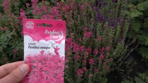 Три вида шалфея: salvia splendens, salvia horminum & salvia coccinea