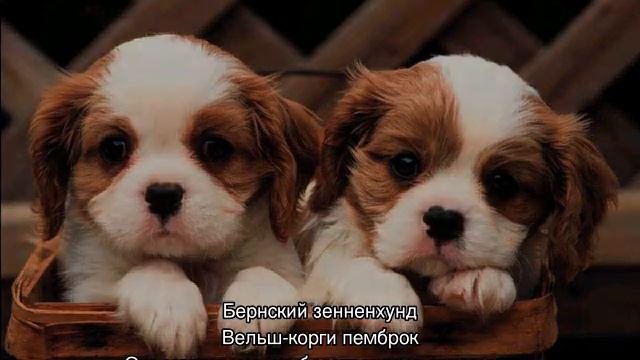 Милые собачки: самые красивые породы в мире