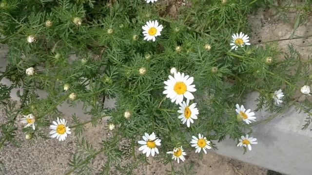 Ромашки смотреть онлайн