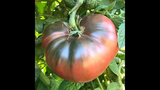 Самый лучший томат в мире 2023 г.!!! Высокоурожайный,сладкий и вкусный томат БУРЫЙ САХАР!!! СУПЕР!!