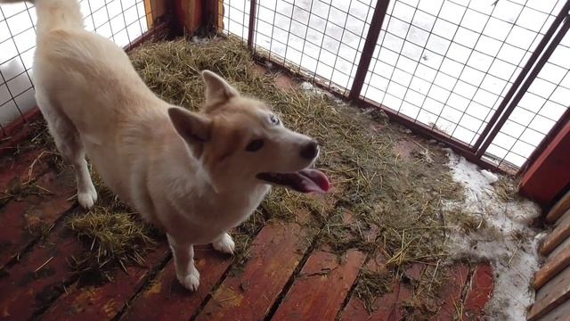 Живём в деревне \ Жена готовит перловку с овощами - постное \ Что творится за пределами дома смотреть онлайн