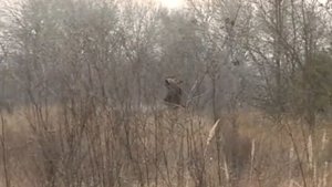 Охота на копытных в Вешках Наши путешествия