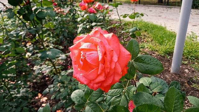 Hallelujah / Violina&Sax смотреть онлайн