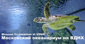 Московский океанариум на ВДНХ Moscow Oceanarium at VDNH