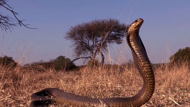 Мальчика укусила змея, но Девархабаба вернул ему жизнь смотреть онлайн
