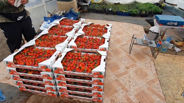 Сбор урожая и оптовая продажа. смотреть онлайн