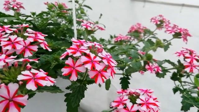 Мои подвесные горшки с цветами.