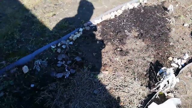 Первоцветы. Апрельские дачные хлопоты