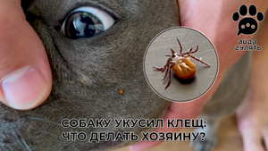 Собаку укусил клещ: что делать хозяину?