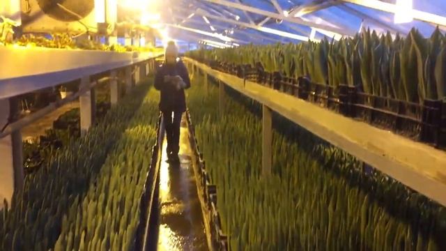 Тюльпаны оптом и в розницу к 8 Марта. Раменский район, Заболотье, Ленинская улица, 32. смотреть онлайн