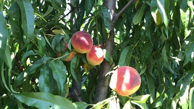Интенсивный персиковый сад на подвое Пумиселект . смотреть онлайн