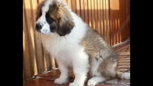 Уход за собакой Московская сторожевая