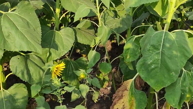 Сонях ЄС Белла класика. смотреть онлайн