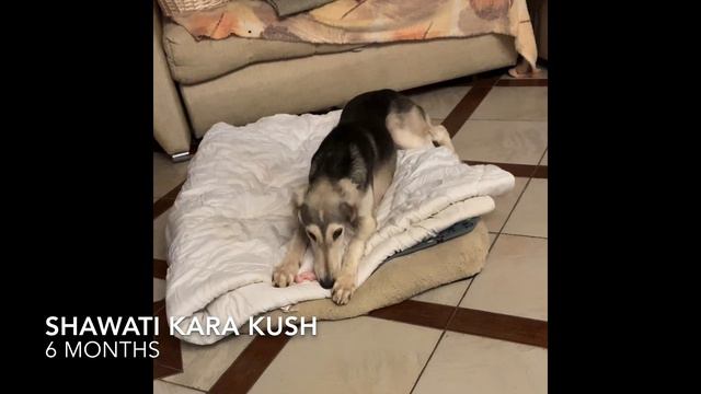 SHAWATI KARA KUSH / ШАВАТИ КАРА КУШ смотреть онлайн