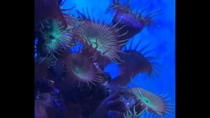 Часть 9 | Говорящие рыбки в аквариуме | Новинки