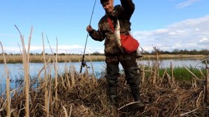 Рыбалка на спиннинг. Щука ломает крючки. Хороший клев щуки.