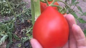 Томат «Клубничное дерево» - урожайный и вкусный всегда.