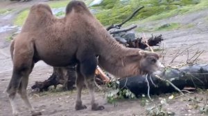 nice camel in Helsinki zoo