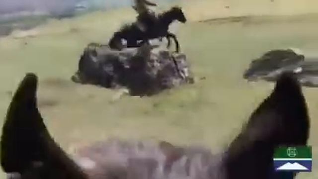 Карачаевская порода лошадей Къ