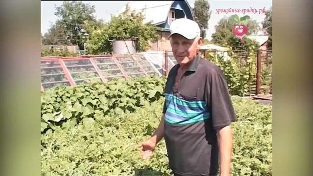 Выращивание арбузов в открытом грунте. Урожайные грядки