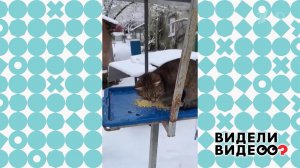 Кошка в кормушке. Видели видео? Фрагмент выпуска от 10.12.2023