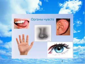 Наши помощники в окружающем Мире. Органы чувств!