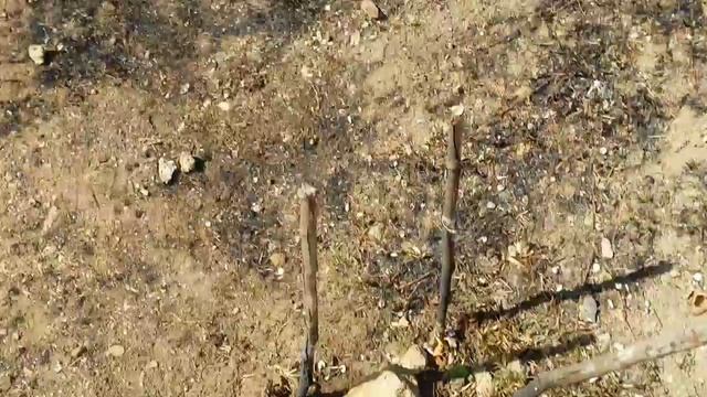 Дуб борится за жизнь,после подпала травы АР Крым г.Севастополь2021г. смотреть онлайн