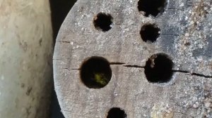 Гостиница для НАСЕКОМЫХ  своими Руками 2019 в Germany // Selbstgemachtes Insektenhotel  2019