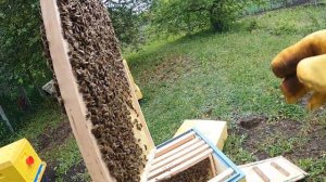 Второй рой прилетел на балкон! Пересадка роя в улей, проверка семей. Гигантская матка!!!