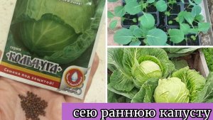 Сею раннюю капусту на рассаду!
