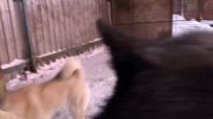 Канадский волк и западно-сибирская лайка 6 месяцев, дружба Волка и собаки, северный волк