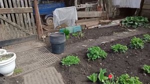 Тюльпаны цветут . Жизнь в деревне.
