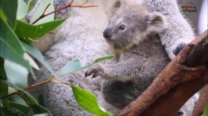 Коала . Koala