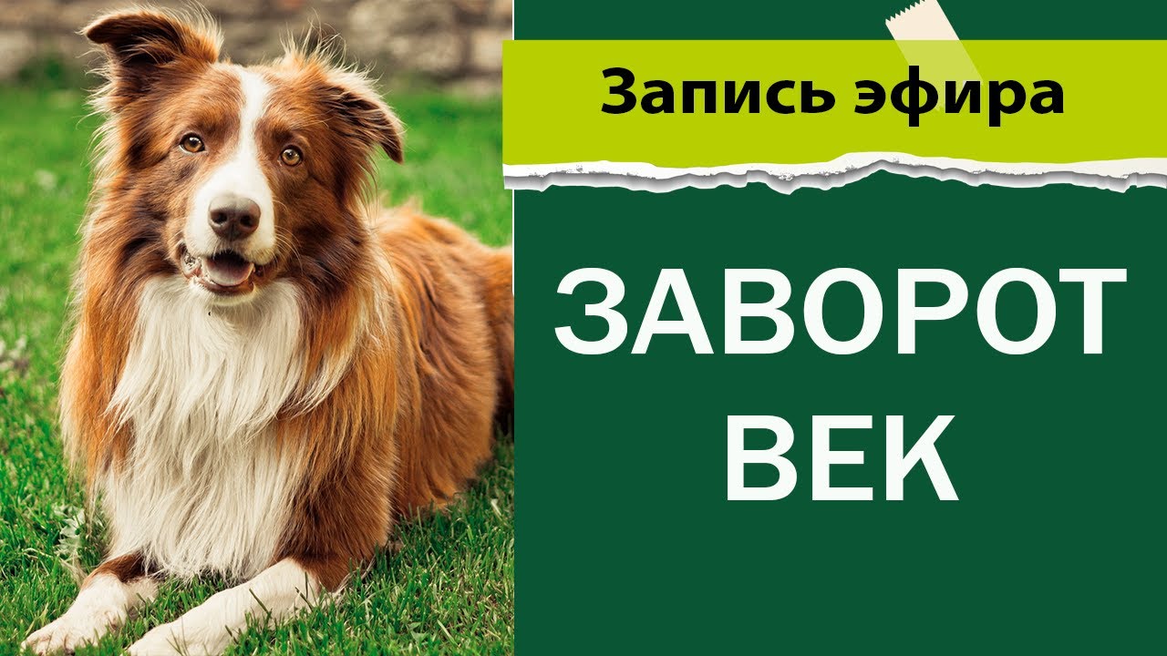 Заворот век