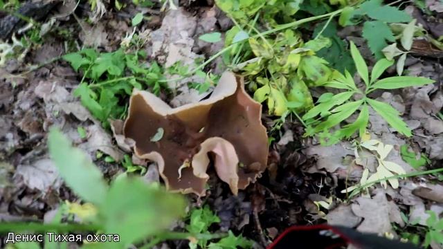 Блюдцевик жилковатый (Дисцина жилковатая) | Disciotis venosa смотреть онлайн