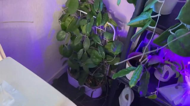 Оформила живой уголок с Хойями, всем нашлось место в новой квартире смотреть онлайн