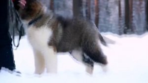 Щенок кавказская овчарка