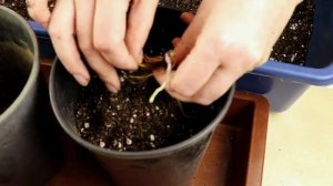 Клематис из упаковки. Посадка клематиса с открытой корневой системой.