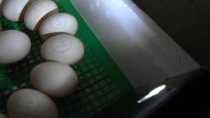 Проверка утиных яиц на оплод.