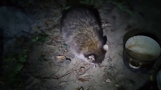 Дикие еноты кормятся с рук смотреть онлайн