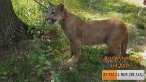 Прямой эфир. Прогулка