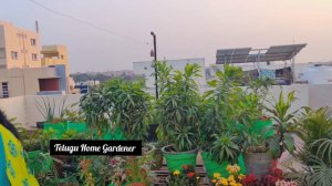 Song of India( Draceana Reflexa)plant care and Propogation | Telugu Home Gardener |Indoor Plant