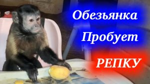 Домашняя обезьянка впервые пробует репку! Я думала детский стульчик не выдержит!